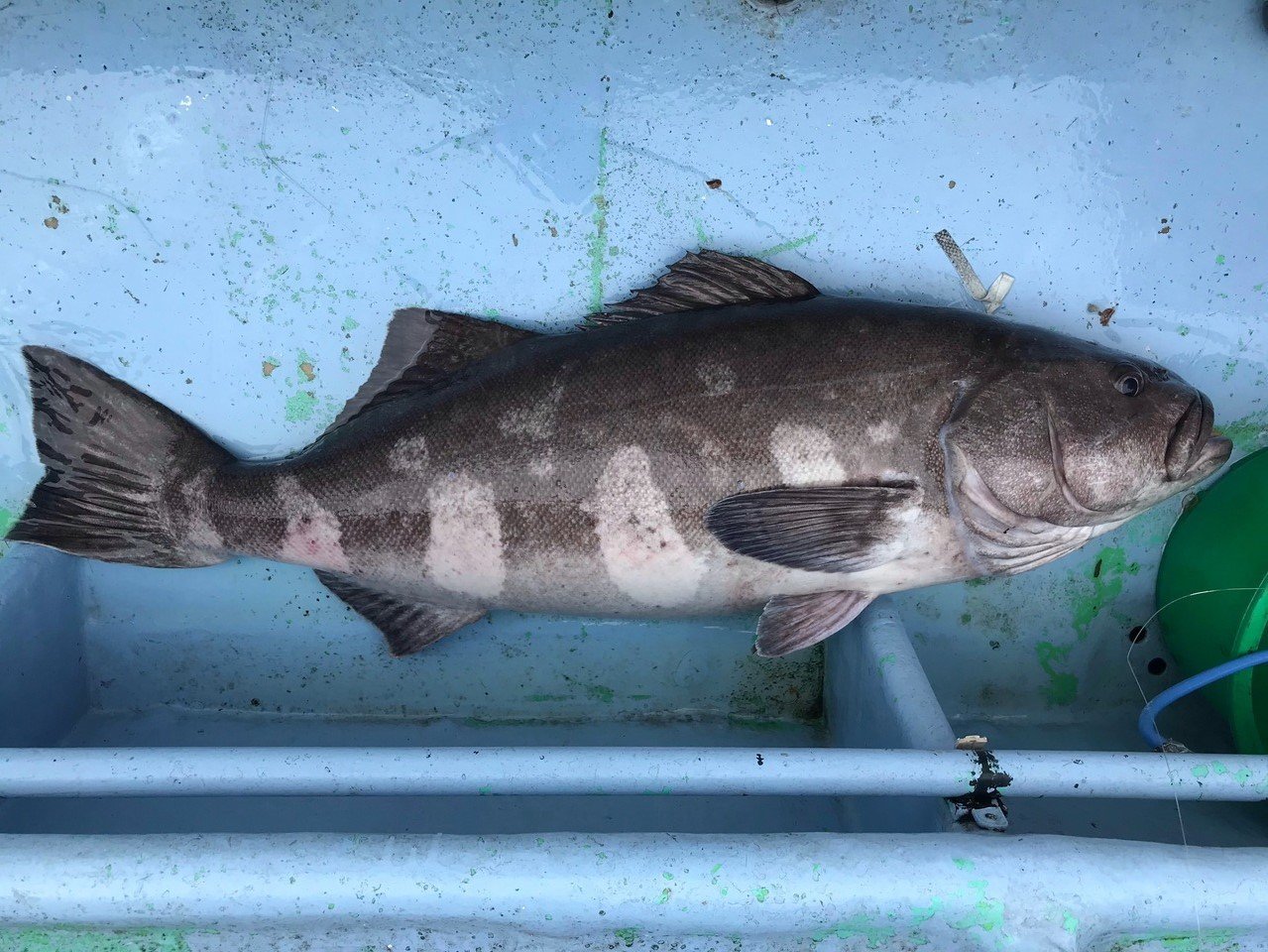 アブラボウズの写真