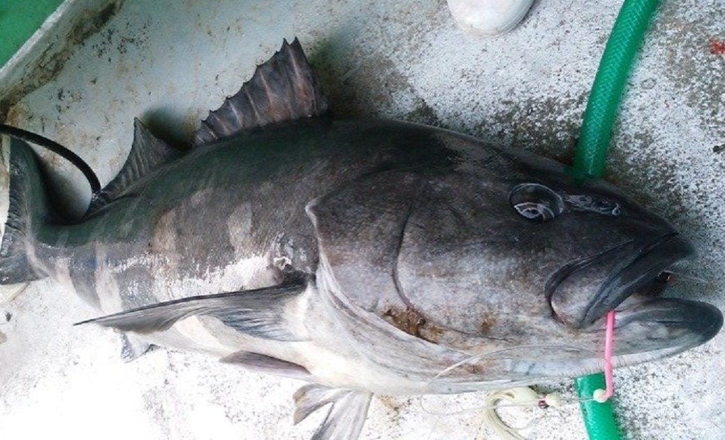 アブラボウズの写真