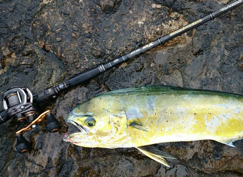 ソルティーステージと魚のアップ写真