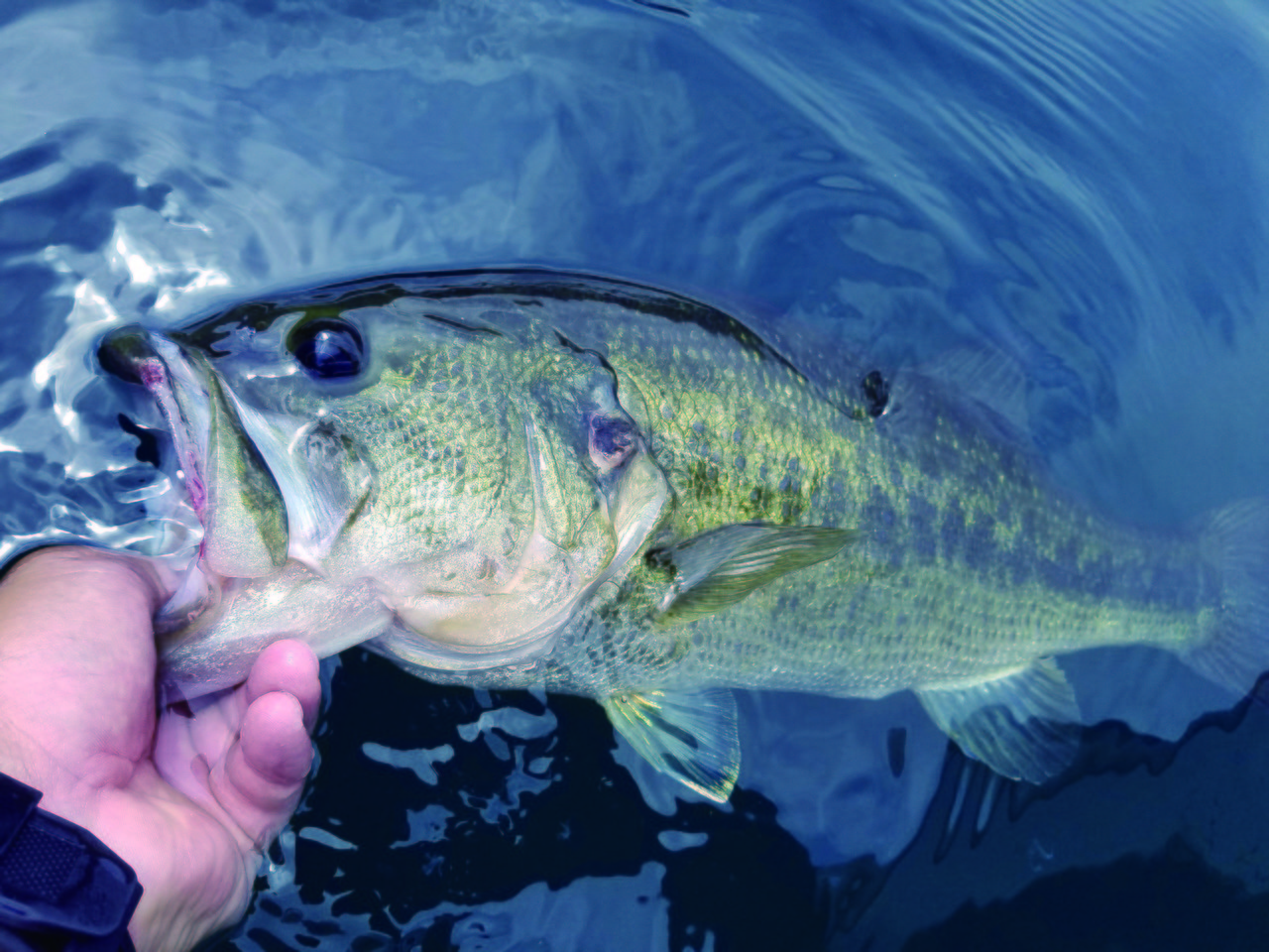 ブラックバスの写真