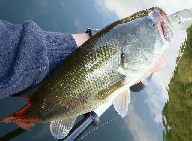 ブラックバスの写真