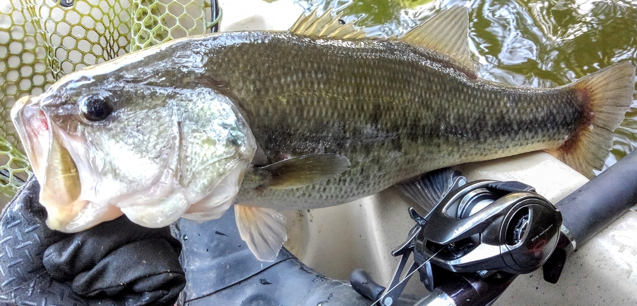 メタニウムとバスのアップ写真