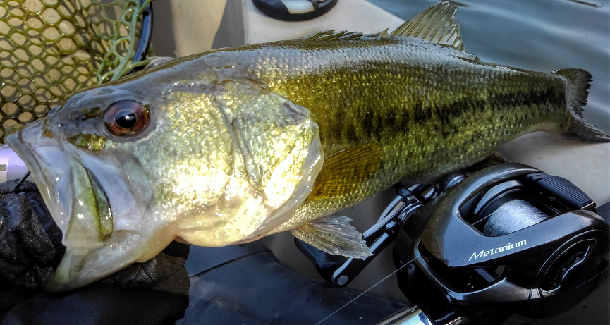 メタニウムと釣れたバスのアップ写真