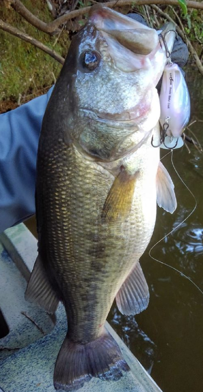 ビッグバスとクランクベイトのアップ写真