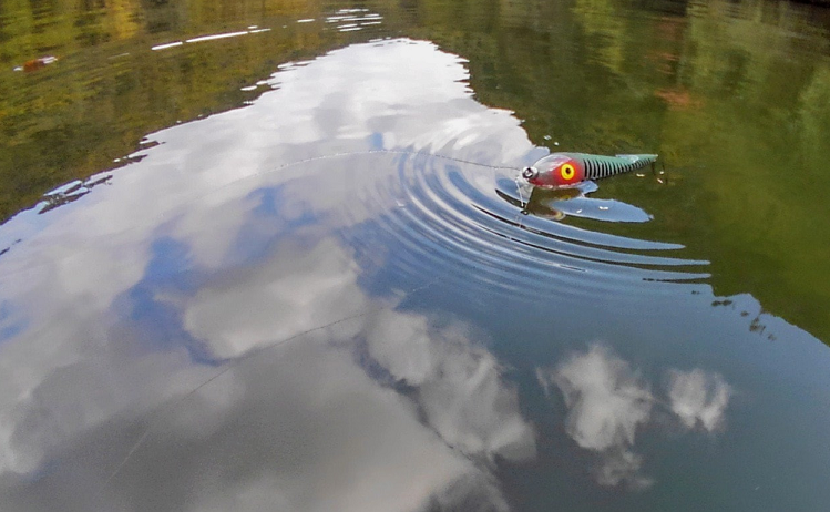 ザラスプークのアップ写真