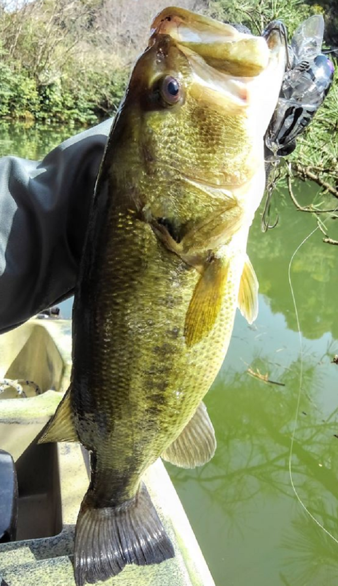 ジャッカルルアーとバスのアップ写真