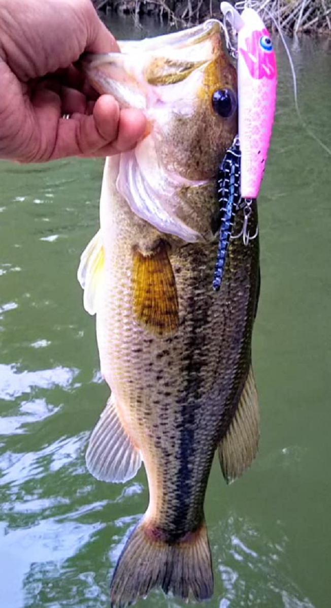 バスとルアーのアップ写真