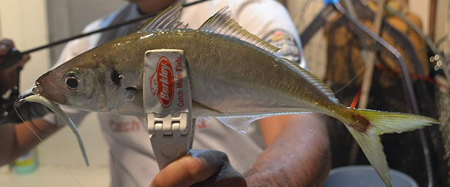 アジングで釣ったアジのアッブ写真