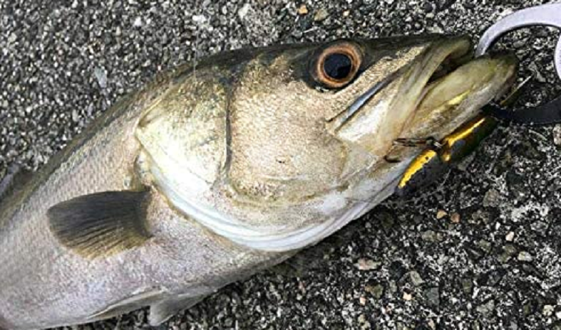 シーバスのアップ写真