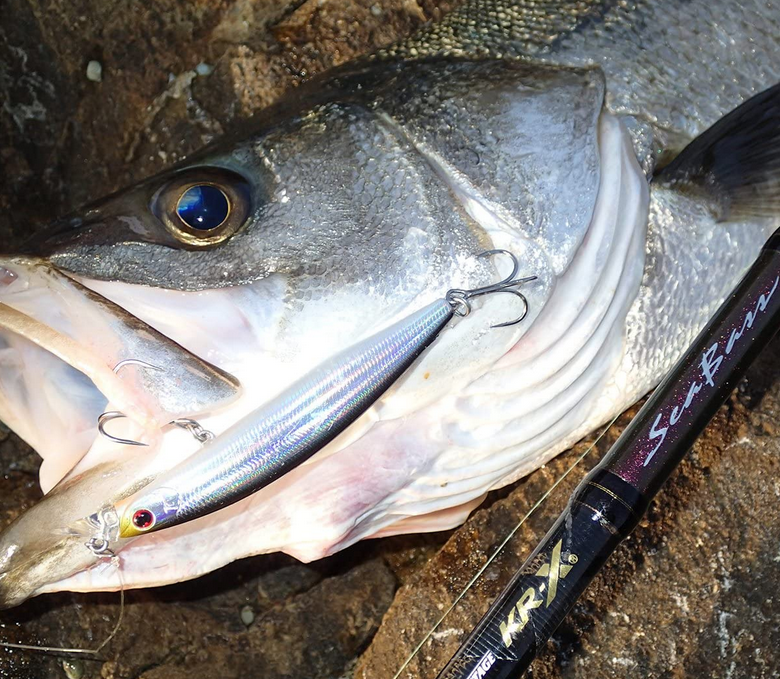 シーバスのアップ写真