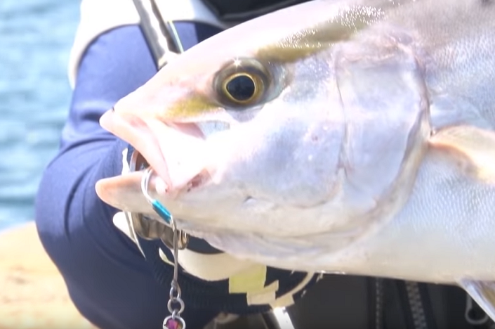 青物のアップ写真