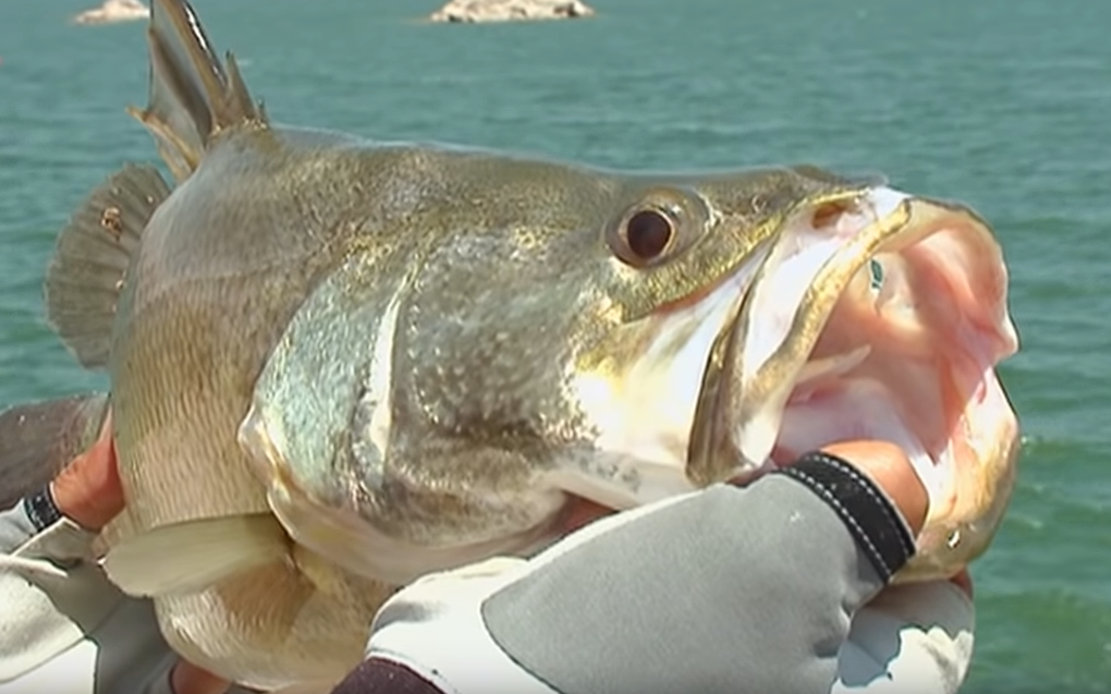 ナイルパーチのアップ写真