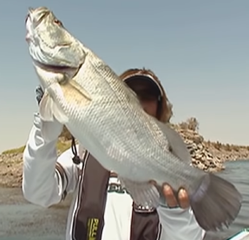 ナイルパーチの全体写真