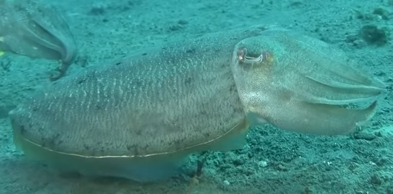 コウイカのアップ写真