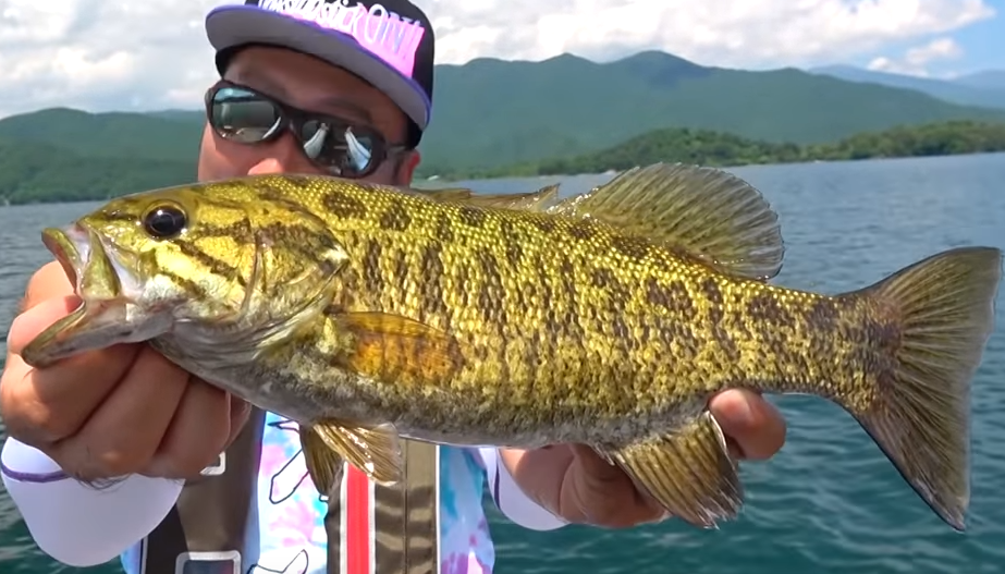 スモールマウスバスのアップ写真