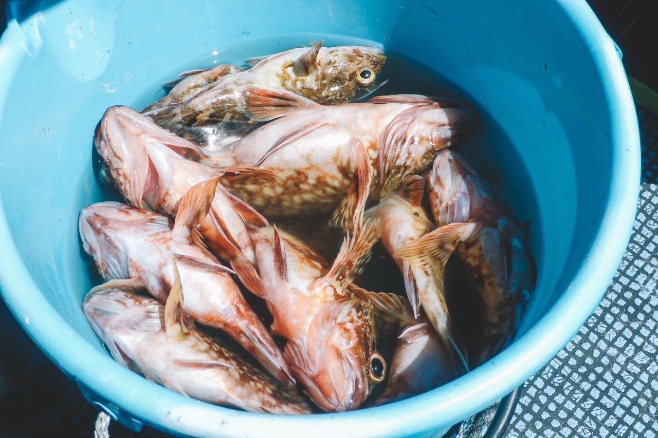 カサゴを持つ釣り人の写真