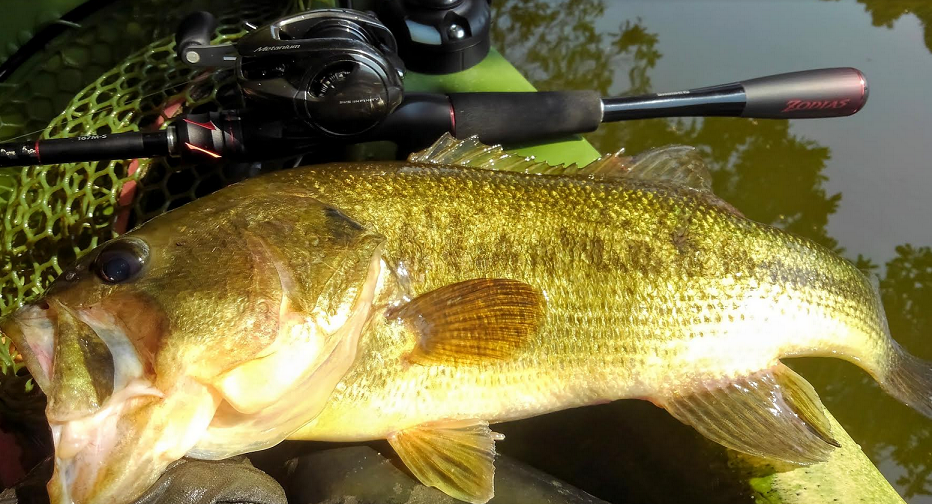 ゾディアスとバス