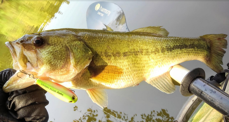 バスのアップ写真