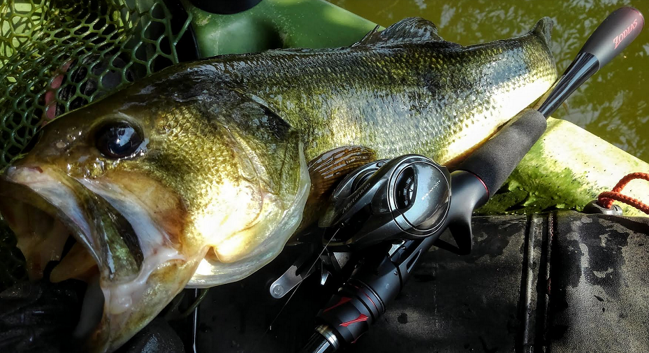 バスとゾディアスの写真