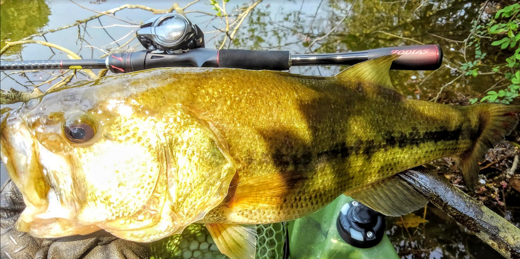 バスとゾディアスのアップ写真