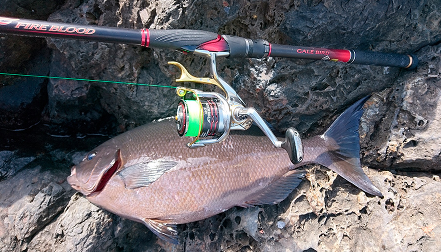 磯竿と魚のアップ写真