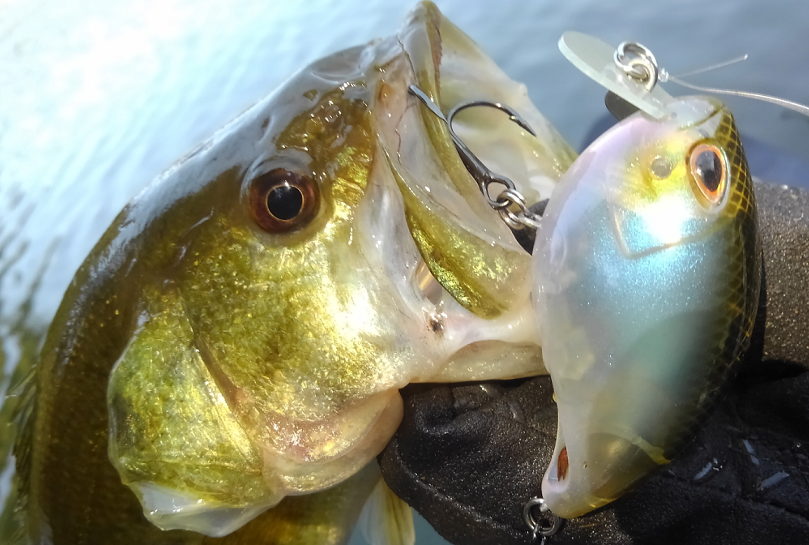 魚とルアーのアップ写真