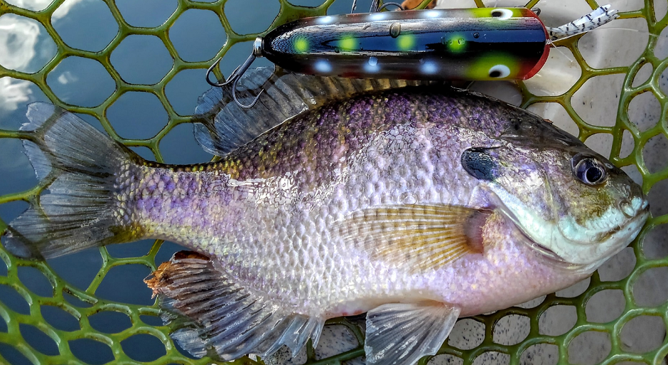 魚とルアーのアップ写真