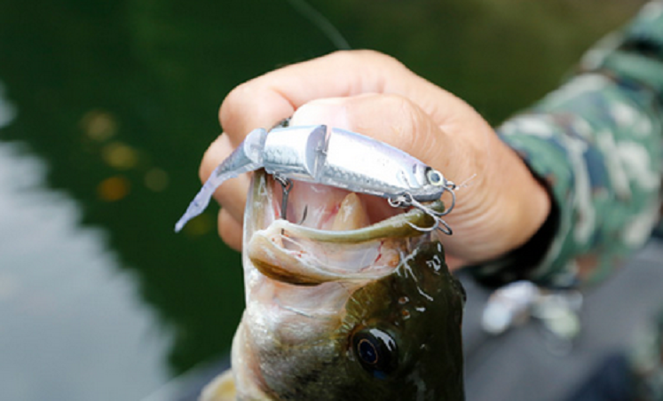 バスとルアーのアップ写真