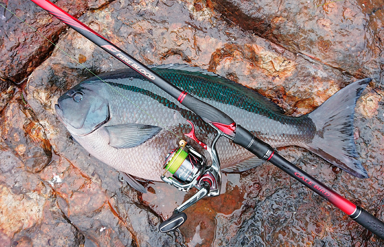 グレと磯竿のアップ写真