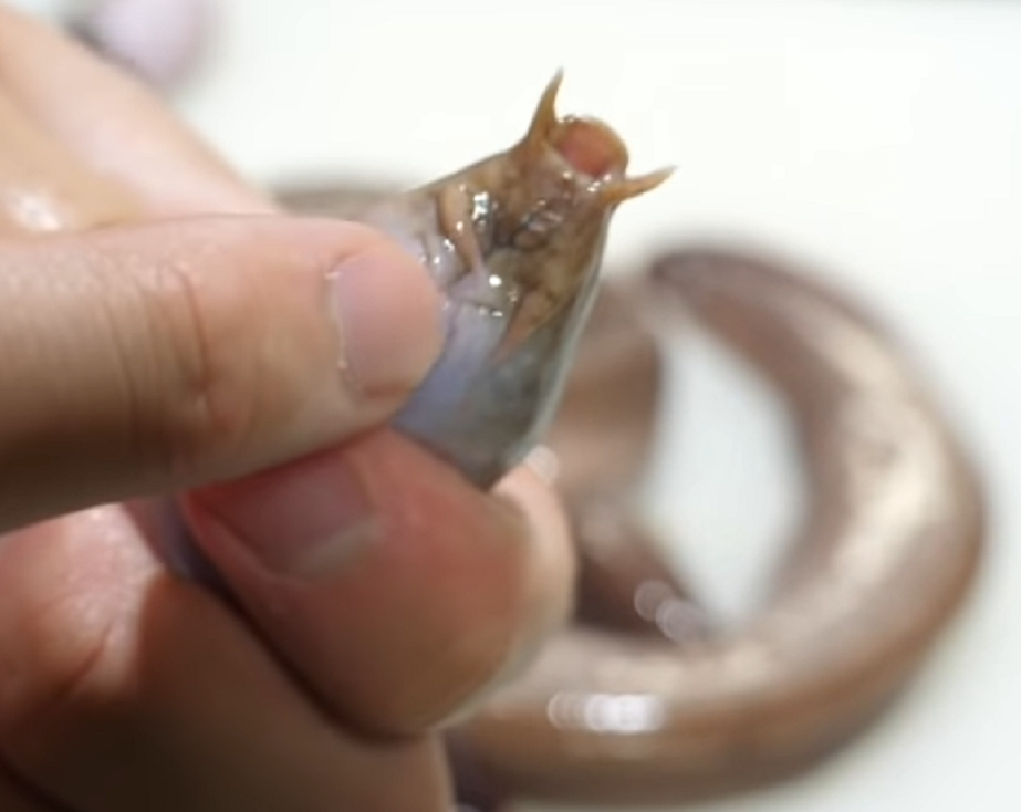 ヌタウナギの口