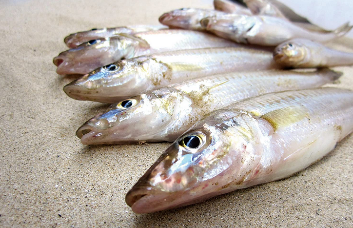 シロギスのアップ写真