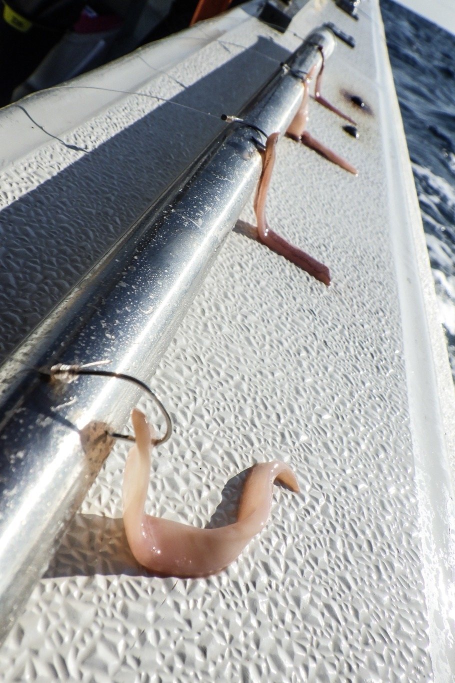 イカの切り身の写真