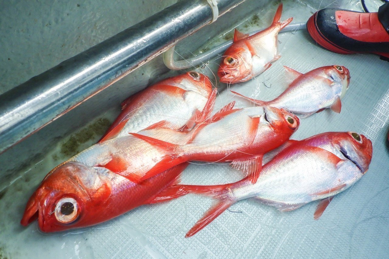 キンメダイの写真