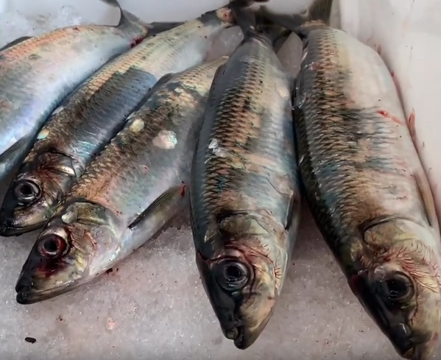 ニシンのアップ写真