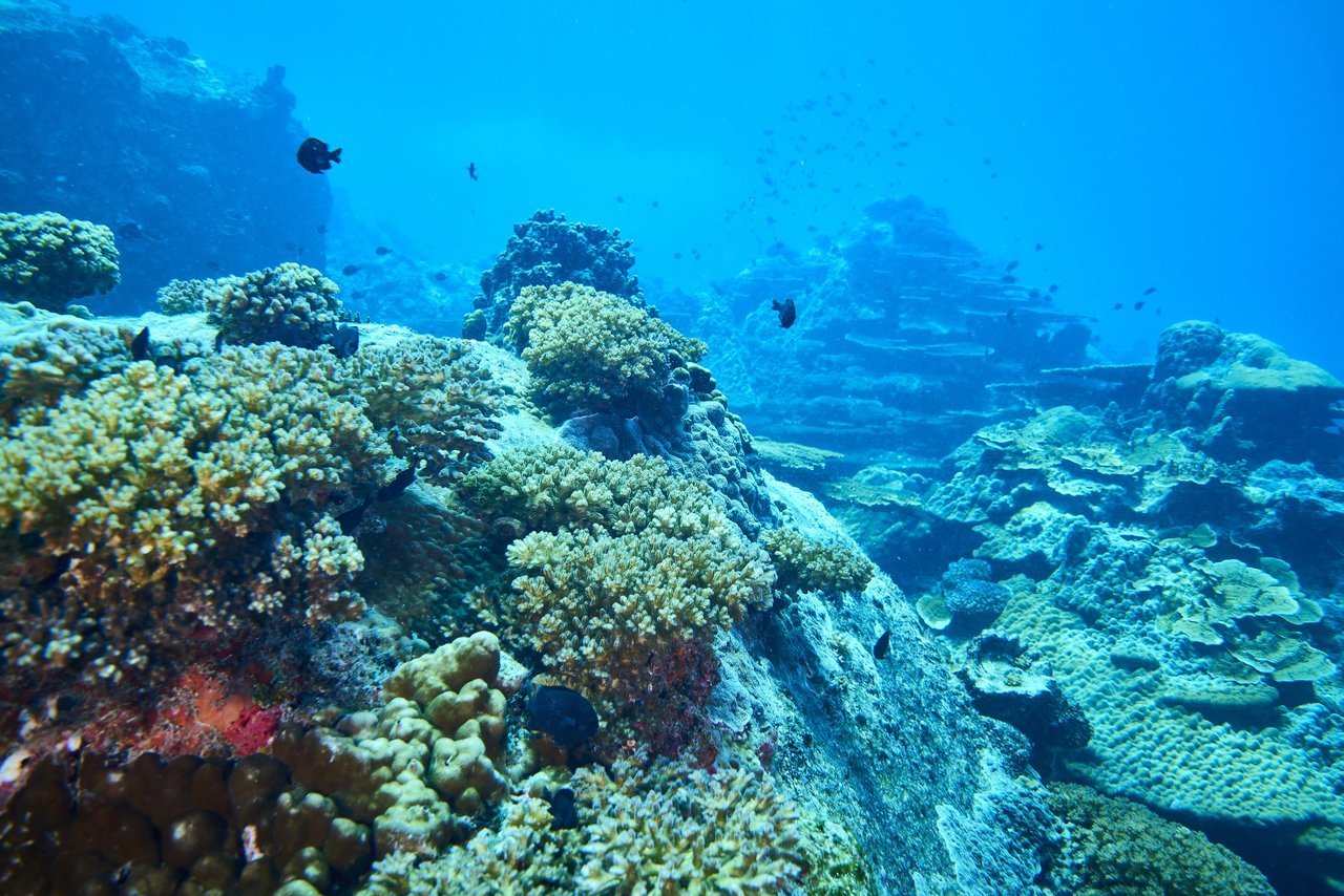 ホキってどんな魚か知ってる 白身魚フライやちくわなどに使われる深海魚をチェック