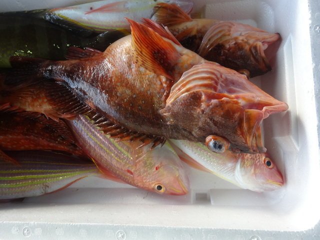 カサゴ ウッカリカサゴ エサ