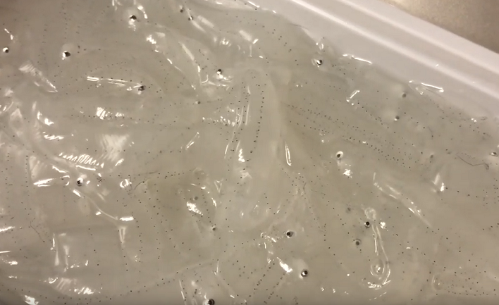 のれそれって何ソレ 透き通ったクリアカラーが際立つ稚魚の特徴や食べ方をチェック