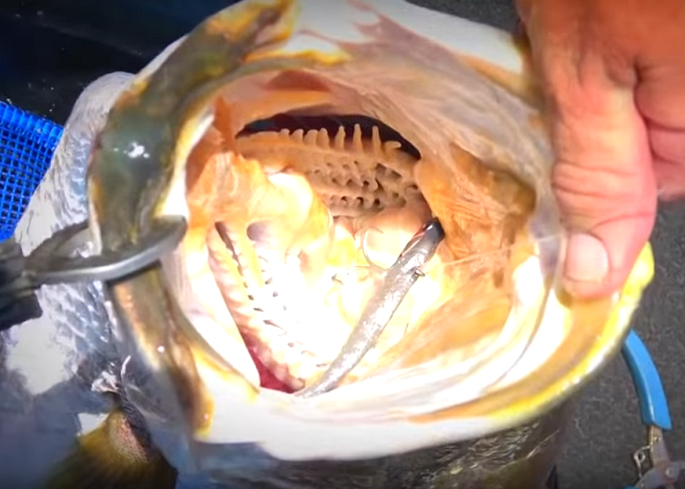 バラマンディのアップ写真