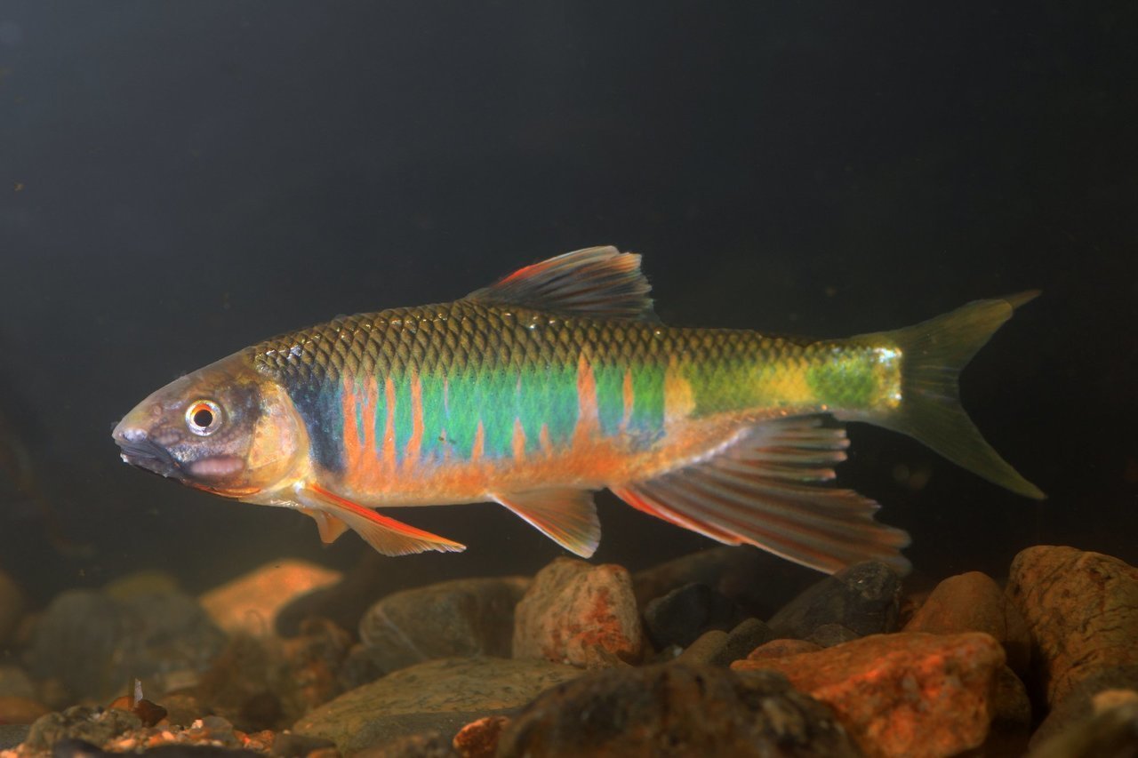 オイカワの写真