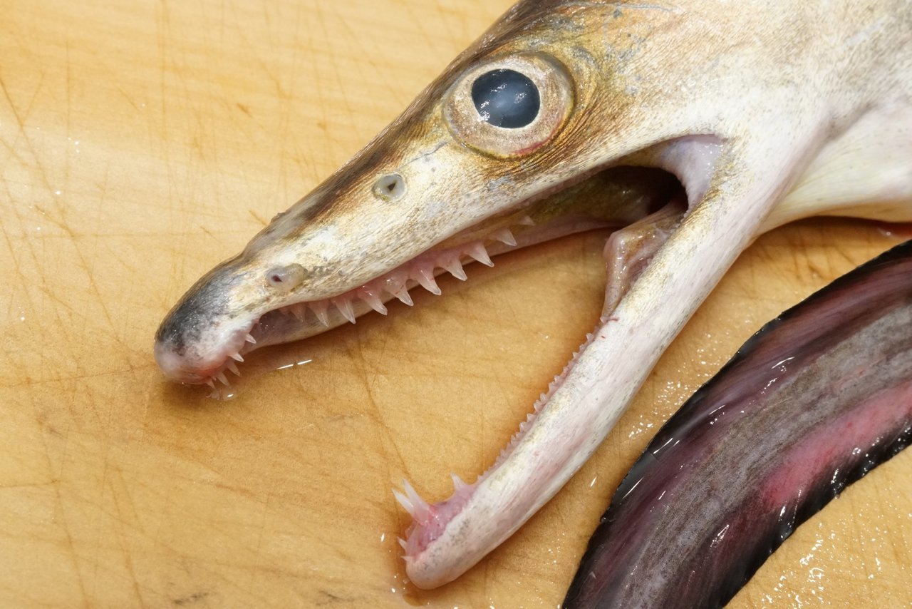 ハモの歯の写真