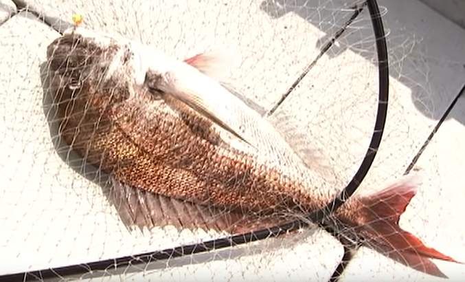 マダイのアップ写真