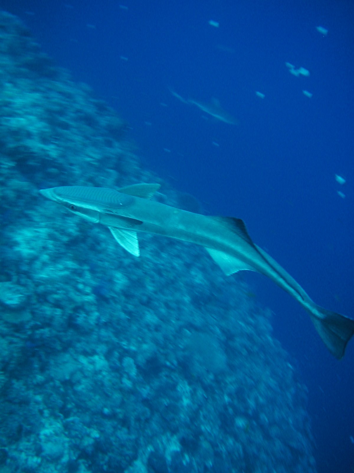 コバンザメってどんな魚なの 生態やかわいいイラスト 実食動画もチェック 釣りまとめアンテナ