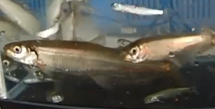 魚のアップ写真