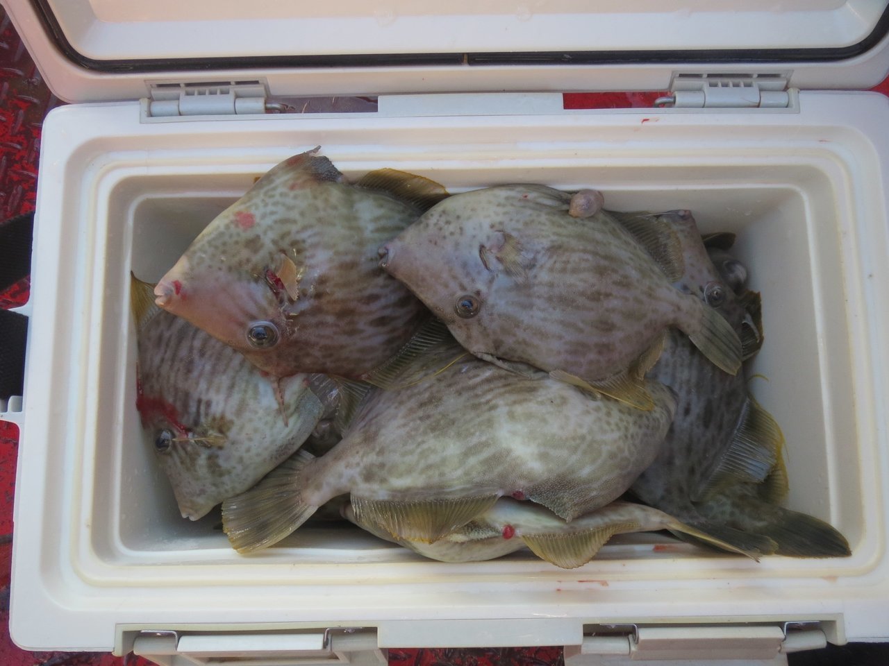 カワハギの写真