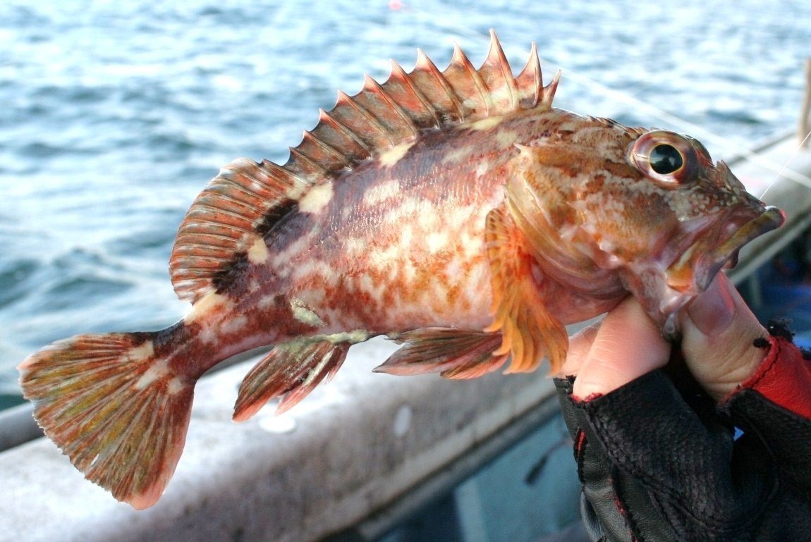 カサゴを釣って食べよう 初心者でも楽しめるターゲット カサゴ 釣りの様子もお伝えします 釣りまとめアンテナ