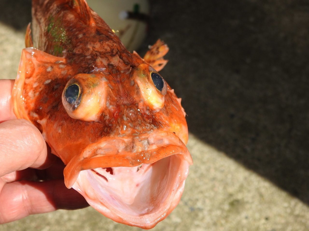 ウッカリカサゴの写真