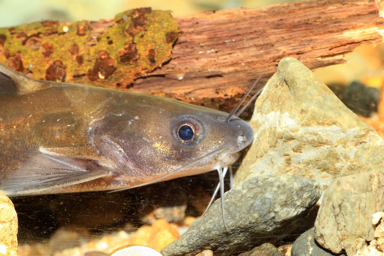 ギギは鳴く魚って知ってる 特徴や釣り方 美味しい食べ方を一挙ご紹介