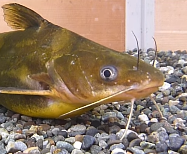 魚のアップ写真