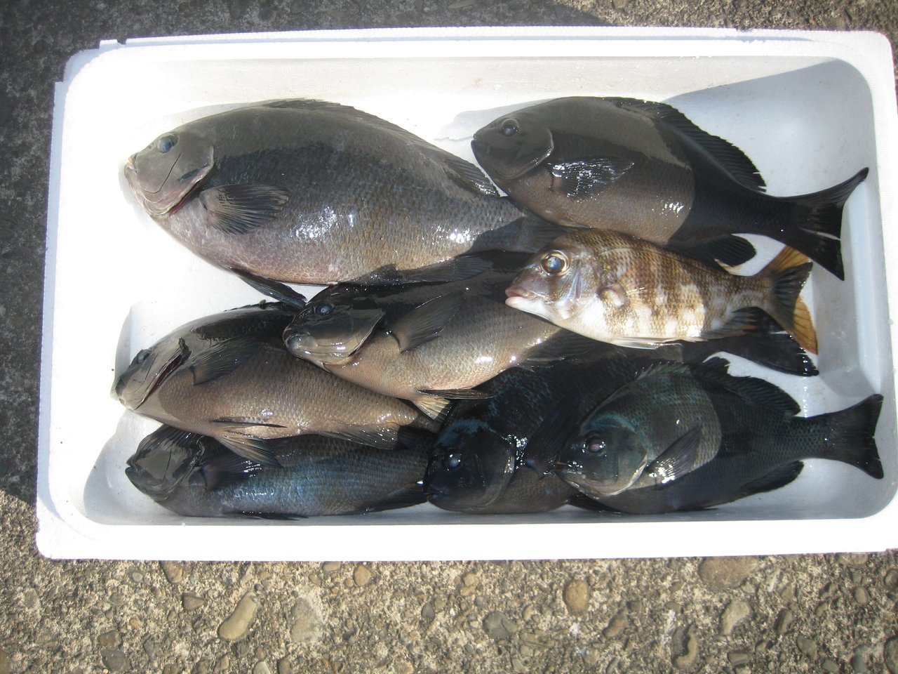 メジナの上手な釣り方を大公開 メジナの特徴や使用タックル 美味しい食べ方レシピまで紹介します 釣りまとめアンテナ