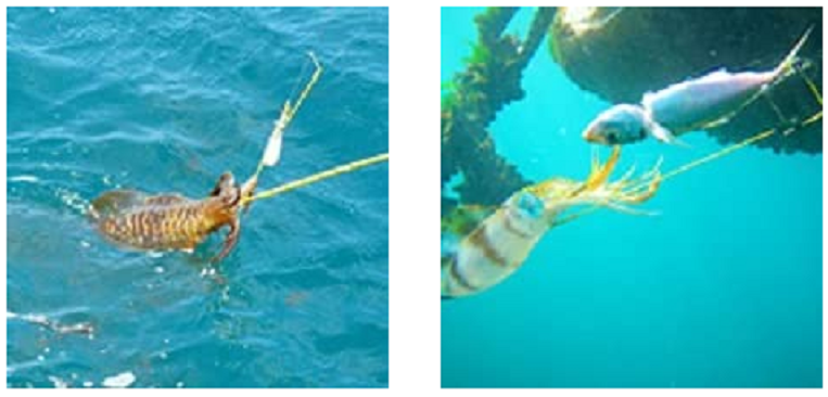 ヤエンとアオリイカの写真